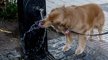 Un perro bebe agua de una fuente, durante el episodio de calor extraordinario, el 31 de mayo, en Madrid.