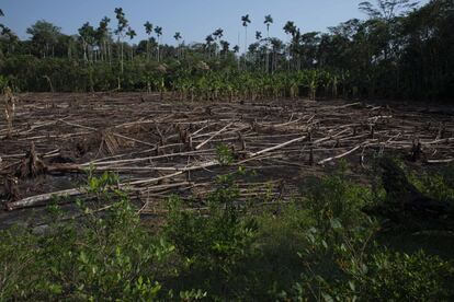 En una parte del territorio amazónico de Bia Recuaté se puede observar un espacio chaqueado y cerca una plantación de coca, que es una de las actividades rechazadas por el pueblo yuqui.