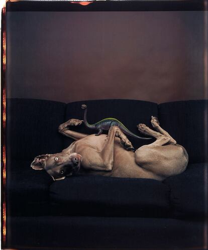 William Wegman, Laying dog with a plastic dinosaur, 1987. Polacolor