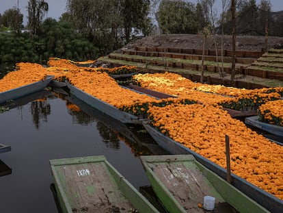 Canoas cargadas con flores de cempasúchil antes de los festejos por el Día de Muertos de este año.