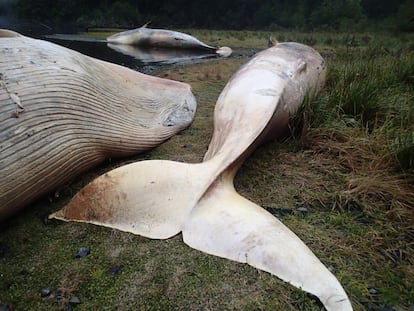 Los cadáveres se encontraron en un área de 500 kilómetros, entre el Golfo de las Penas y Puertos Natales.