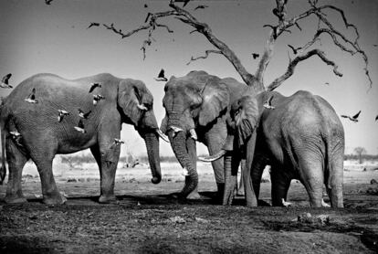 Elefantes en plena estación seca.