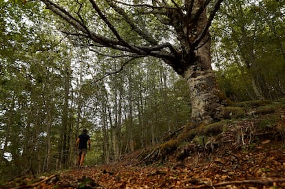 El Hayedo de Montejo de la Sierra, en Montejo de la Sierra (Madrid). en julio de 2017.