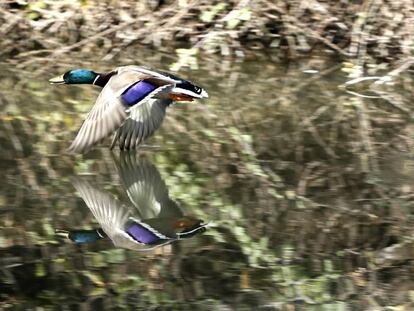 Un ánade real en pleno vuelo.