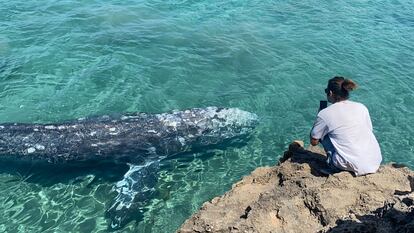 La ballena, bautizada como 'Wally', en aguas de Mallorca.