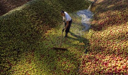 Un técnico empuja las manzanas hacia el canal de agua que las lleva hasta las prensas en la sidrería Zapian. Euskal Sagardoa, la denominación de origen de sidra del País Vasco, espera superar los siete millones de kilos de manzanas recolectadas esta temporada.