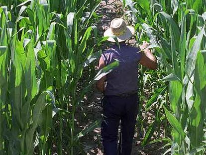 El cultivo de maíz modificado genéticamente forma parte de los ensayos del Instituto Nacional de Investigaciones Agrarias.
