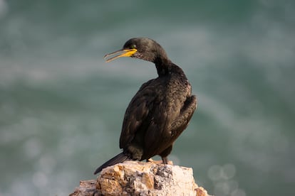 Un cormorán en el litoral catalán.