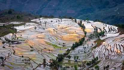 Terrazas de arroz en la provincia china de Yunnan.