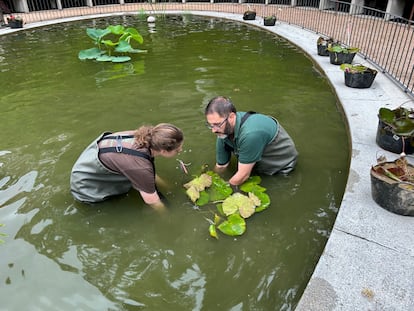 Dos jardineros del Botánico durante la plantación de los nenúfares en el estanque de Linneo.