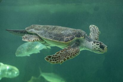 La tortuga Bubu nada en el acuario del Zoo de Madrid.