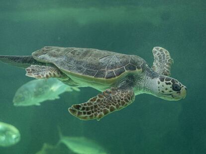 La tortuga Bubu nada en el acuario del Zoo de Madrid.