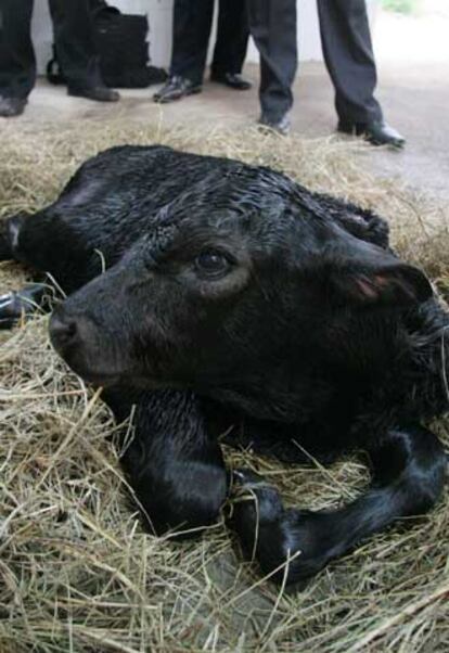 La primera vaca clonada resistente a la enfermedad conocida como mal de las vacas locas.