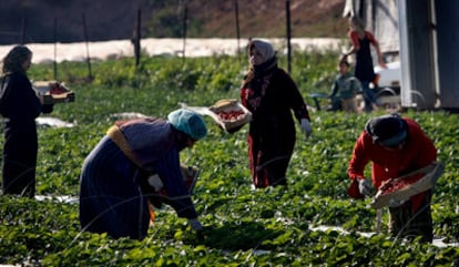 Agricultores palestinos recolectan fresas en una granja de Beit Lahiya, al norte de la Franja de Gaza.