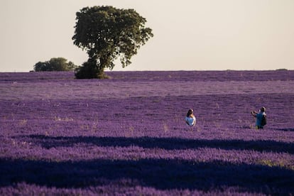 Campo de lavanda en flor en Brihuega, en la provincia de Guadalajara.