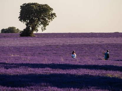 Campo de lavanda en flor en Brihuega, en la provincia de Guadalajara.