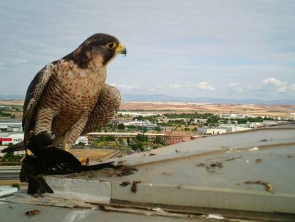 Hembra de halcón en los alrededores del nido de Alcalá en el que ha colocado la cámara SEO BirdLife.