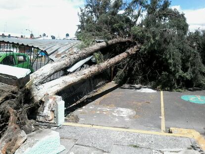 Un árbol cayó dentro de la unidad habitacional Bellavista Iztapalapa.