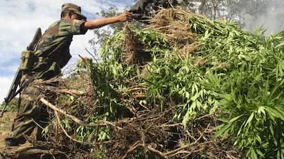 Soldado mexicano queima plantação de maconha.