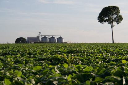 Silos para conservar soja y maíz a las afueras de Sinop, junto a un campo de cultivo de soja donde de la selva amazónica que había antes ha sobrevivido apenas una castañera de más de 40 metros de altura.