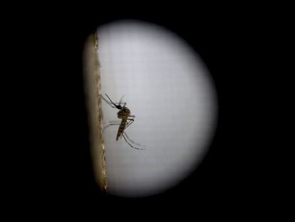 O Aedes Aegypti, principal responsável pela transmissão do zika.