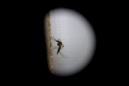 O Aedes Aegypti, principal responsável pela transmissão do zika.