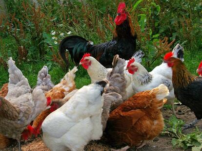 Varias gallinas y un gallo.