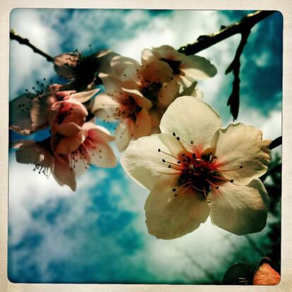 Melocotonero, 'Prunus persica', 17 de marzo.