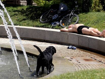 Un hombre con su perro toma el sol en un parque Madrid, durante una ola de calor en julio de 2016.