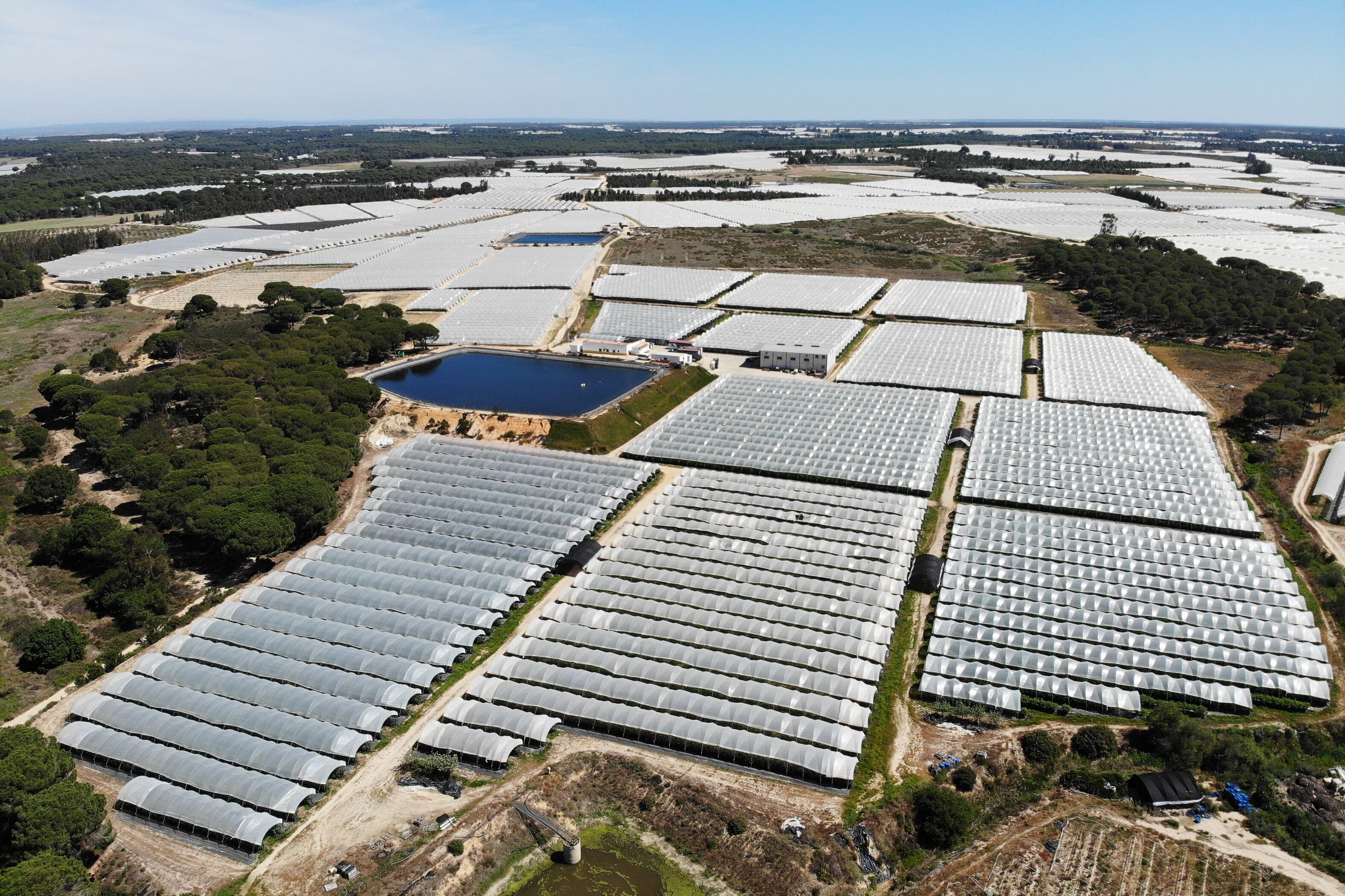 Vista aérea de los invernaderos y balsas en Lucerna del Puerto, en el entorno del espacio protegido de Doñana, el miércoles.