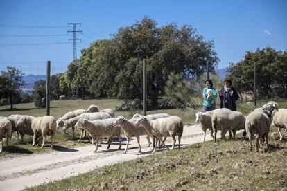 Ovejas pasando por la finca Romanillos.