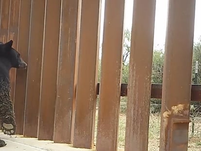 Un oso captado por las cámaras de Sky Island Alliance en la frontera de Arizona.