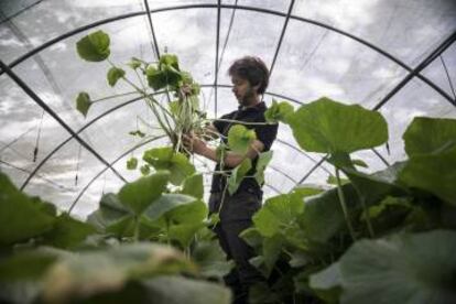 Pau Gelman mostra una planta de wasabi.