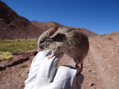 A leaf-eared mouse on a biologist’s hand.