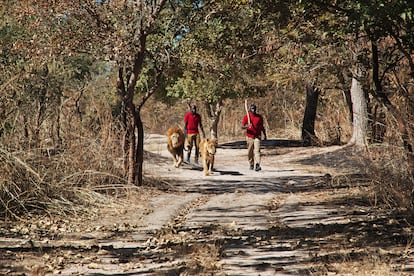 Dos leones en la reserva de Fathala, en Senegal.