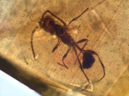 Insecto <i>Alavaromma orchamum</i> conservado en ambar.