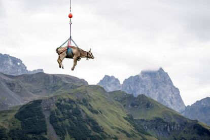 Una vaca levemente herida es trasladada en helicóptero del paso de montaña de los Alpes Klausen Pass durante el "Bodenfahrt", el traslado de alrededor de 1000 vacas a la zona baja de los Alpes, en Klausen Pass (Suiza). Durante el "Bodenfahrt", los granjeros mueven su ganado de los altos a los bajos pastos.