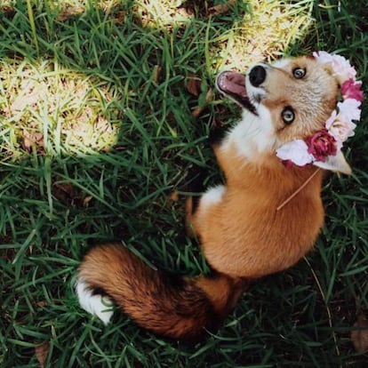 El reino animal no entiende de modas, pero Juniper ya llevaba coronas de flores en 2015. Tranquilos, su dueña sabe que tener un zorro de mascota no es muy normal. Apareció en su casa de casualidad y se acostumbró a los paseos en coche, las sábanas blancas (se hizo viral con un vídeo escarbando en las sábanas, se creía que era nieve) y la buena vida en general. Juniper a veces parece un perro cualquiera de color naranja, pero otras, saca su lado salvaje, con esa mandíbula desencajada y cierto aire de demente. Además, la zorra tiene pelazo. La cuenta de @juniperfoxx mola porque su dueña también cuelga fotos de animalitos inquietantes con ojos saltos y de extraño origen, a los que suele clasificar con un sincero ‘no sé que es’.