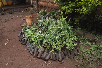 Árboles preparados para reforestar en Kenia, el primer proyecto de la plataforma HumansDid, en una imagen cedida por la plataforma.