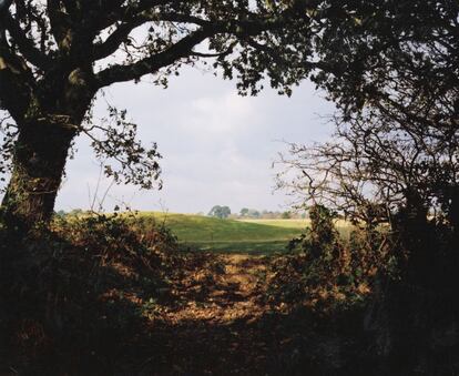 Billingham buscó un idilio atemporal en los paisajes del sur de Inglaterra; los prados de una granja y un campo de golf. Como ocurre con 'El maizal', de John Constable, una escena banal resulta transformada por la belleza de la frondosidad oscura que enmarca la luminosa lejanía