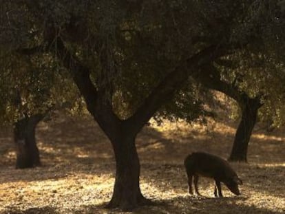 Un cerdo ibérico en Gibraleón (Huelva). 