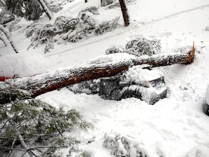 Un árbol sobre un coche por el temporal 'Filomena', en una calle de Madrid, el pasado sábado.