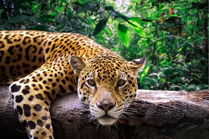 Un jaguar descansando sobre una rama en la selva del Amazonas, en Perú