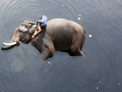 As 30 melhores imagens de animais de 2018