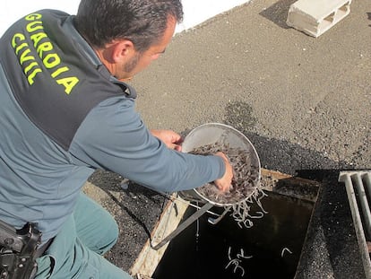 Operación contra la pesca ilegal de angulas en el Guadalquivir, en 2013.