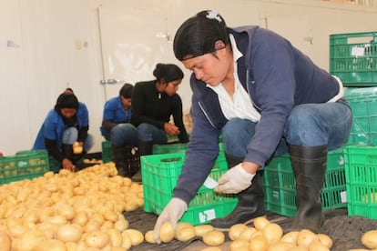 Mujeres trabajando en una planta de procesamiento de papas