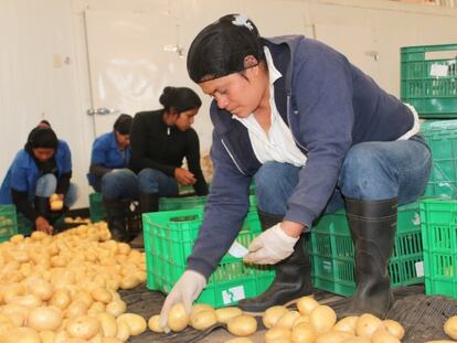 Mujeres trabajando en una planta de procesamiento de papas