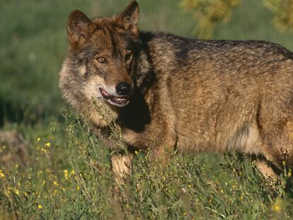 Un lobo ibérico.