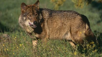 Un lobo ibérico.