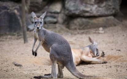 Dos canguros en un zoo de China. 